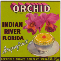 Citrus crate label for grapefruit from Orchid in Indian River County from Deerfield Groves Company.