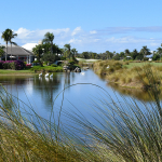 Tall grasses surround a golf course lake on which white pelicans float close to houses