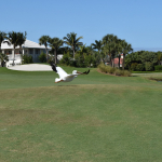 A white pelican flies low above the golf course