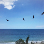 Pelicans fly in a line over the beach by the Atlantic Ocean in Orchid.