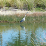 A Great Egret walks in a lake along the edge of a sandy embankment with long grasses. 