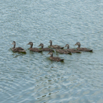 A flock of Mottled Ducks floats close together on a lake. 