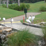 Wood Storks stand on a concrete bridge on the Orchid golf course flanked by craggy rocks. 