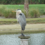 A Great Blue Heron stands perched upon a sundial with a lake, sandy embankment, green golf course and tall grasses in the back. 
