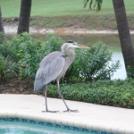 A Great Blue Heron walks along pool decking of an Orchid home.