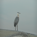 A Great Blue Heron stands at the very edge of a body of water on a hazy day with a large drainage pipe nearby.