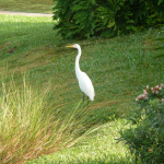 A Great Egret stands on a grassy slope in front of tall grasses and behind a pink oleander bush in bloom. 
