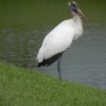 A wood stork stands on the edge a grassy embankment overlooking the lake.