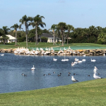 A variety of local waterfowl enjoy a lake on Orchid's golf course lined by palm trees and homes.