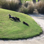 An adult otter with two infant otters runs up a grassy mound on the Orchid golf course.