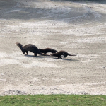 An adult otter with two infant otters following close behind runs across a gravely surface.