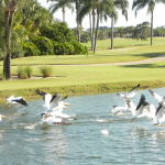 White Pelicans take to the air from a lake framed by a sunbathed golf course. 