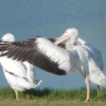 A White Pelican, with its wings spread wide, appears to sneak up behind another.