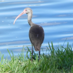 A juvenile Ibis stands on a grassy embankment by a calm lake.