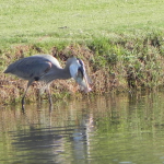 A Great Blue Heron stands in a lake close to a grassy embankment as it attempts to swallow a large fish whole.