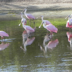A group of Roseate Spoonbills stands in the water of a calm, golf course lake. 