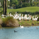 White Pelicans sit on a grassy embankment of a lake next to tall grasses and palm trees.