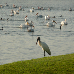 A variety of water birds enjoys a lake, while one Great Blue Heron stands nearby on the grass.