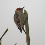 A Red-bellied Woodpecker clings vertically to a branch.
