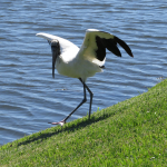 A Wood Stork begins to spread its large wings as it prances along the water's edge where the grassy slope meets a lake.