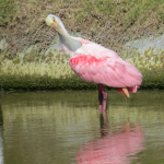 A Roseate Spoonbill stands in the water as it uses its beak to scratch an itch at the top of its folded wing.