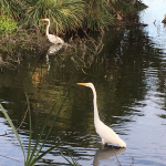 A Great Egret wades in a grass-lined pond accompanied by a mate closer to shore.