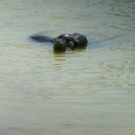 A trio of otters enjoy the water of an Orchid golf course lake together.