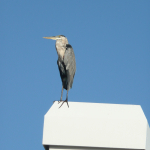 A Great Blue Heron tucks in its long neck as it stands perched atop a chimney in Orchid.