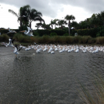 White Pelicans take off in flight from a lake of the Orchid golf course.