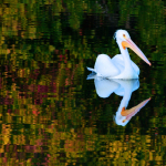 A single white pelican floats on a lake with a mirror-like surface surrounded by green and yellow leaved bushes.