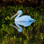 A single White Pelican is perfectly reflected as it floats on peaceful water in a lake of the Orchid golf course