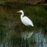 A Great Egret stands in a lake with tall grasses growing in it on the Orchid golf course.