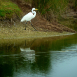 A Great Egret steps gingerly along a grassy incline next to a lake on the Orchid golf course.