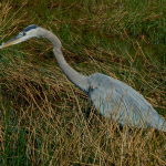 A Great Blue Heron stands in tall yellow grasses, which obscure its long legs.