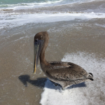 A Brown Pelican stands on the beach, as local residents enjoy splashing around in the surf