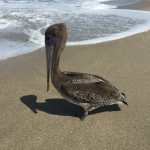 A Brown Pelican stands with its webbed feet buried in the sand on the beach.