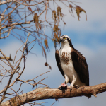 An Osprey sits perched on a branch with no leaves.