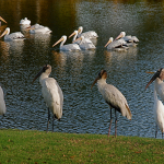 Four Wood Storks stand in a line along the grassy edge of a lake on the Orchid golf course, as pelicans float nearby.