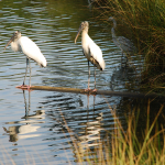 Two Wood Storks balance on a long log floating on a lake of the Orchid golf course surrounded by tall grasses.