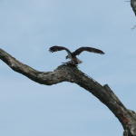 An Osprey spreads its wings atop a long branch as it prepares to fly away.