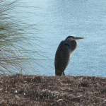 A heron tucks in its long neck as it stands in the sand along a lake on Orchid's golf course.