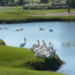 White Pelicans gather together on a grassy edge above the eds of a lake on a golf course.