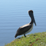 A Brown Pelican stands on the grassy edge of a calm lake on a golf course.