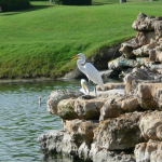 A Great Egret and White Pelican stand upon a rocky embankment overlooking the water of a lake of the golf course.