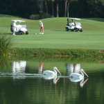 White Pelicans float on still waters of a lake, as golfers with golf carts prepare for the next swing at the ball on land.