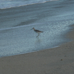 A Sandpiper gingerly walks around on the beach as it watches for the next wave.
