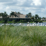 Wood Storks and White Pelicans walk along a large lake behind tall grasses and in front of a large residential, waterfront home.