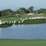 White Pelicans and Double-crested Cormorants congregate on the grassy embankment of a lake undisturbed by a nearby golf cart.