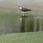 An Osprey stands at the water's edge, where the lake meets a sand trap on the golf course. 
