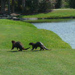 Two otters run away over the grassy hills of the golf course alongside a lake.